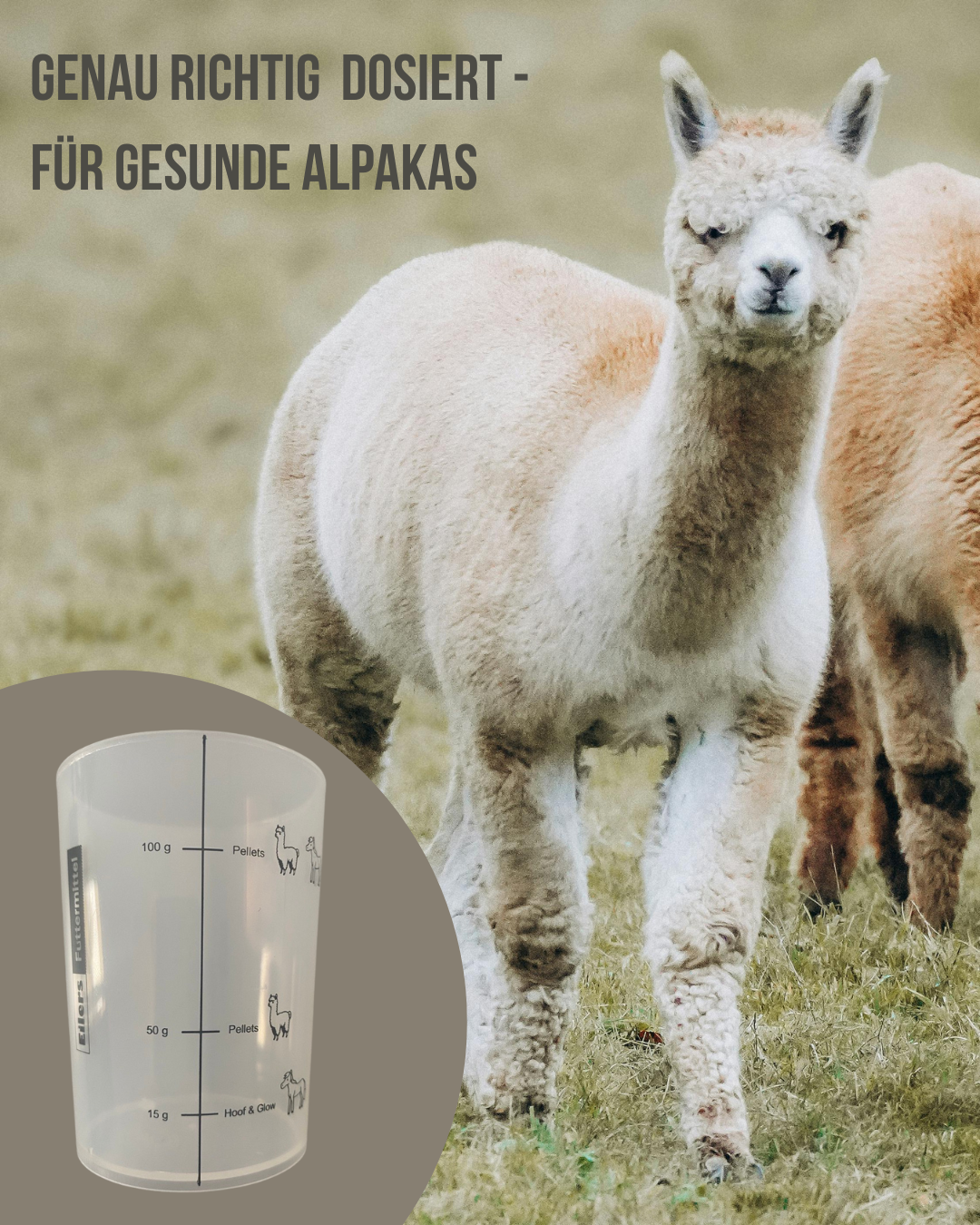 🎁 November-Aktion: Gratis Messbecher für unsere Alpakakunden!