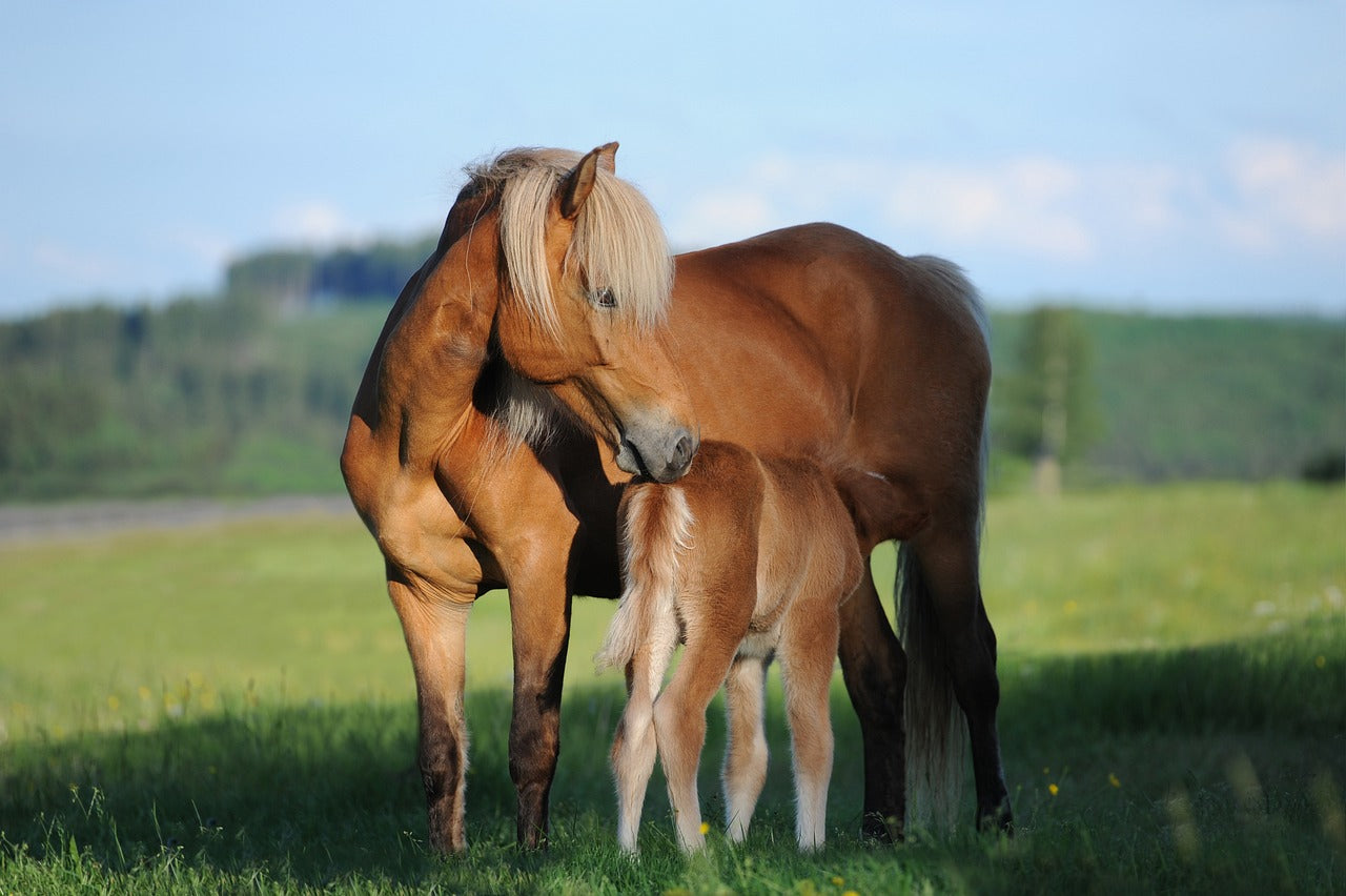 Zuchtmüsli + EQI® Protector – Die Power-Kombi für Stute & Fohlen 🐴💪